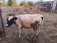 母牛, Cattle — 照片 1