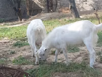 Ziege, Alpine goat — Foto 4