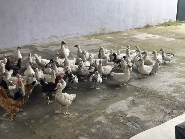 Ducks