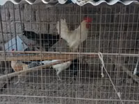Chickens — Foto 1