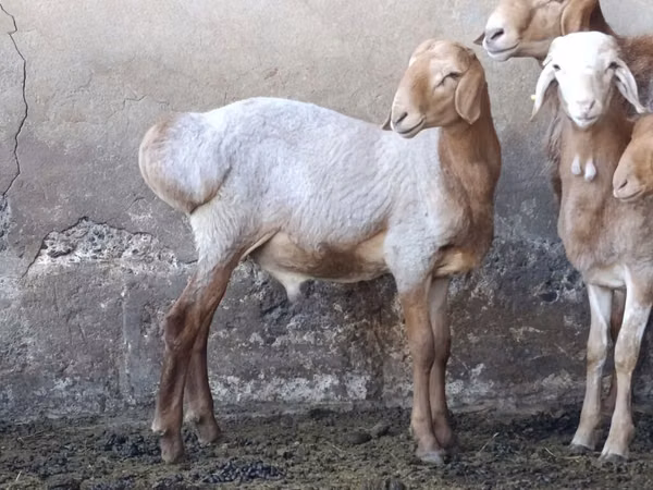 Ziegenbock, Ziegen — Kirgisistan