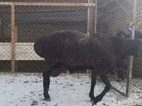 Carnero, Hissar sheep — foto 5