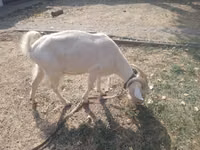 बकरी, Alpine goat — फ़ोटो 2