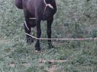 Qoʻchqor, Qoʻylar — 8-rasm