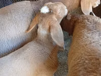 Widder, Arashan sheep — Foto 2