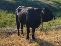 Bulle, Swiss cattle — Foto 3
