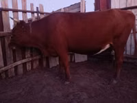 गाय, Latvian Blue cattle — फ़ोटो 2