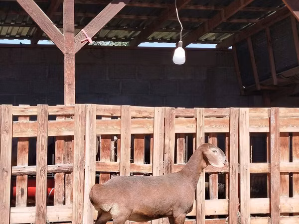 Ziege, Nubian Goat — Kirgisistan