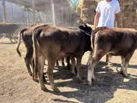 公牛, Swiss cattle — 照片 2