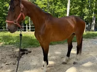 Yegua, Dutch warmblood horse — foto 6