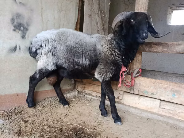 Widder, Blackheaded Persian sheep