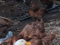 Ducks — 照片 2