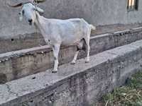 Ziege, Alpine goat — Foto 2