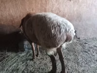Ram, Edilbay sheep — photo 6