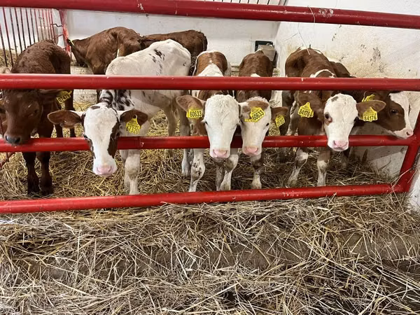أبقار (دفعة، الجنس غير محدد), Simmental cattle