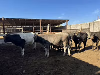 Toro, Ganado vacuno — foto 1