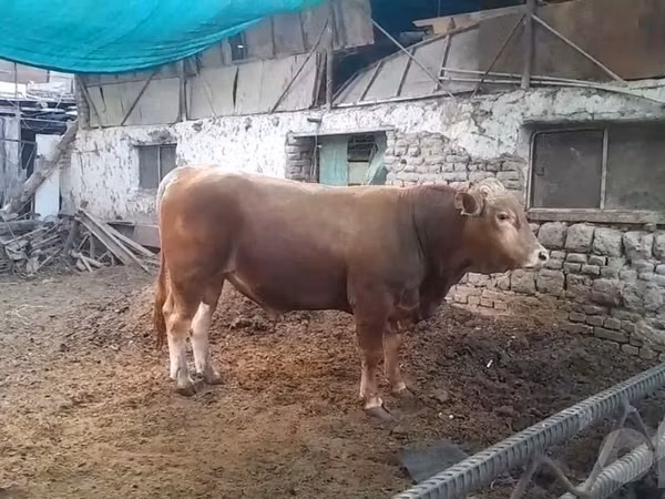 公牛, Simmental cattle — 乌兹别克斯坦