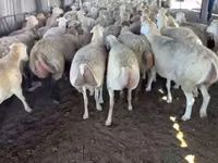 母羊, Sheep — 照片 3