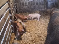 母猪, Pigs — 照片 1