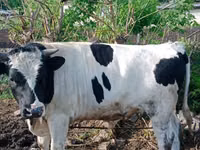 公牛, Holstein breed — 照片 2