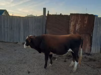 公牛, Kazakh White-headed cow — 照片 2