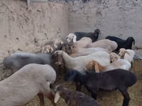 Schaf, Arashan sheep — Foto 1