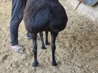 نعجة, الأغنام — الصورة 2