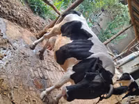 Kuh, Russian Black pied cattle — Foto 3