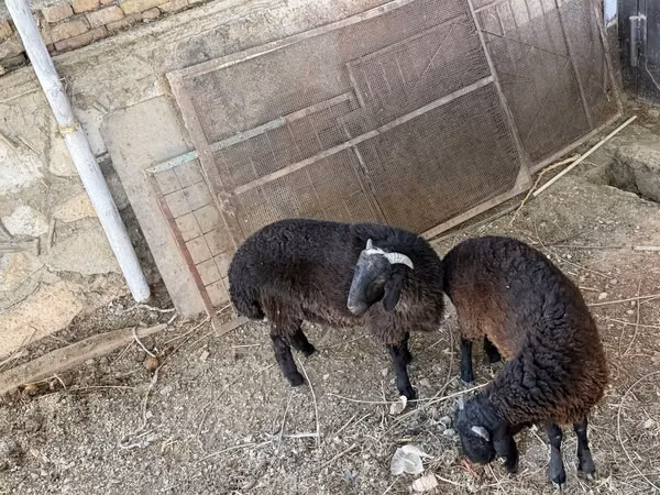كبش, الأغنام — أوزبكستان