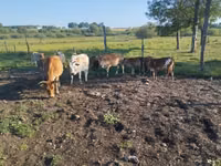 Bulle, Zebu — Foto 6
