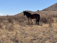 Hengst, Kazakh horse — Foto 4