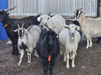 母山羊, Goats — 照片 1