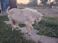 Ziege, Saanen goat — Foto 4