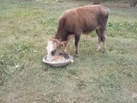 Toro, Ganado vacuno — foto 4