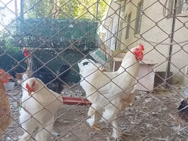 Brahma