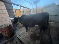 Cow, Latvian Blue cattle — photo 1