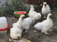 Thailändisches Kampfhuhn — Foto 4