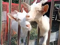 母山羊, Goats — 照片 2