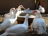 Hausente — Foto 6