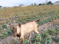 Ziegenbock, Alpine goat — Foto 1