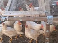 Leghorn — Foto 1