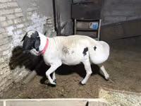 كبش, Blackheaded Persian sheep — الصورة 3