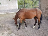 Hengst, Karachay horse — Foto 2