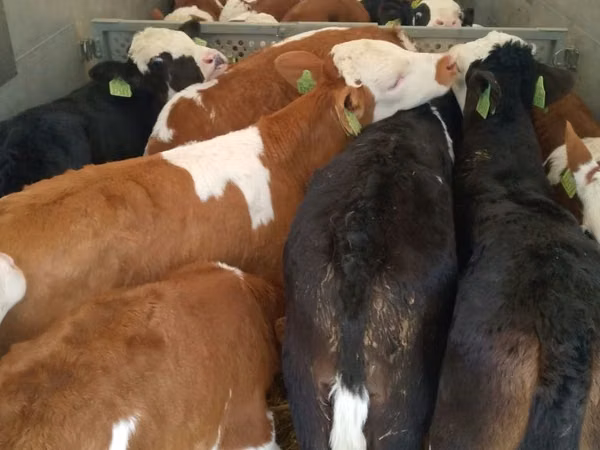 Bull, Simmental cattle