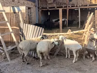 绵羊（批次，未指定性别）, Sheep — 照片 3