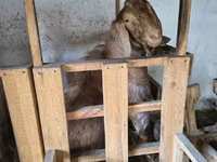 Cabra, Cabras — foto 5