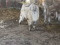 母山羊, Goats — 照片 1