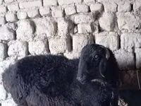 كبش, الأغنام — الصورة 5