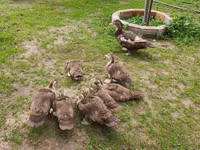 Ducks — Foto 5