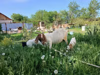 Ziege, Boer goat — Foto 2